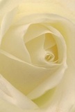 This image draws you close into the heart of a cream-white rose, the petals spiraling open like a secret whispered at sunrise over Yeading's gardens. Each petal appears soft and almost weightless, its cool, smooth surface textured like silk touched by morning dew. The scene is bathed in tranquil light, with gentle shadows enhancing the natural curves and adding quiet drama, as if inviting a peaceful pause on a busy day. There is a sense of calm radiating from the flower-perfect for times of sympathy, personal reflection, or celebrating new chapters in a loved one's life. The delicate, sweet scent seems almost tangible in this close perspective, bringing comfort and hope into homes along Ruislip Road and beyond. Every nuance-the softness, the careful spiral, the serene light-reflects the considered techniques of a Yeading florist. Arranged by Flower Delivery Yeading, this single rose stands as a tribute to the gentle power of nature and the enduring care behind each thoughtfully crafted bouquet delivered throughout Yeading.